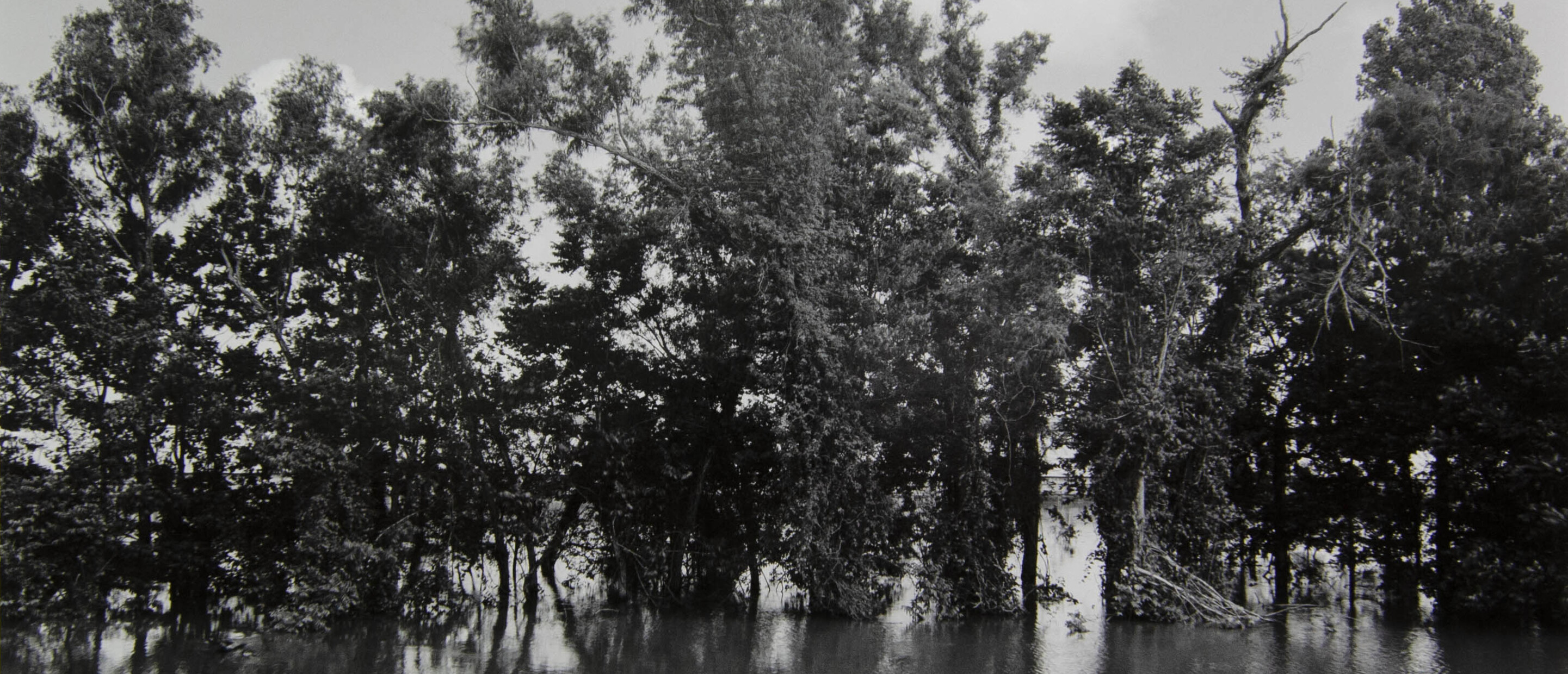 River and trees
