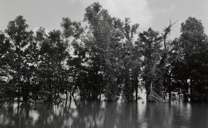 River and trees