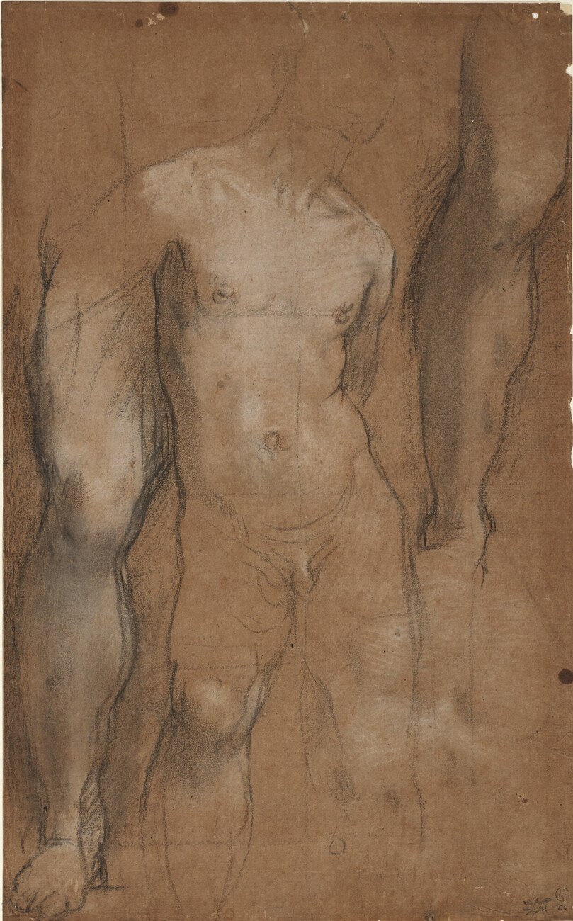 drawing of male torso