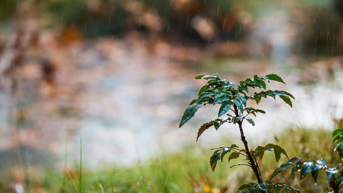 Bioswale
