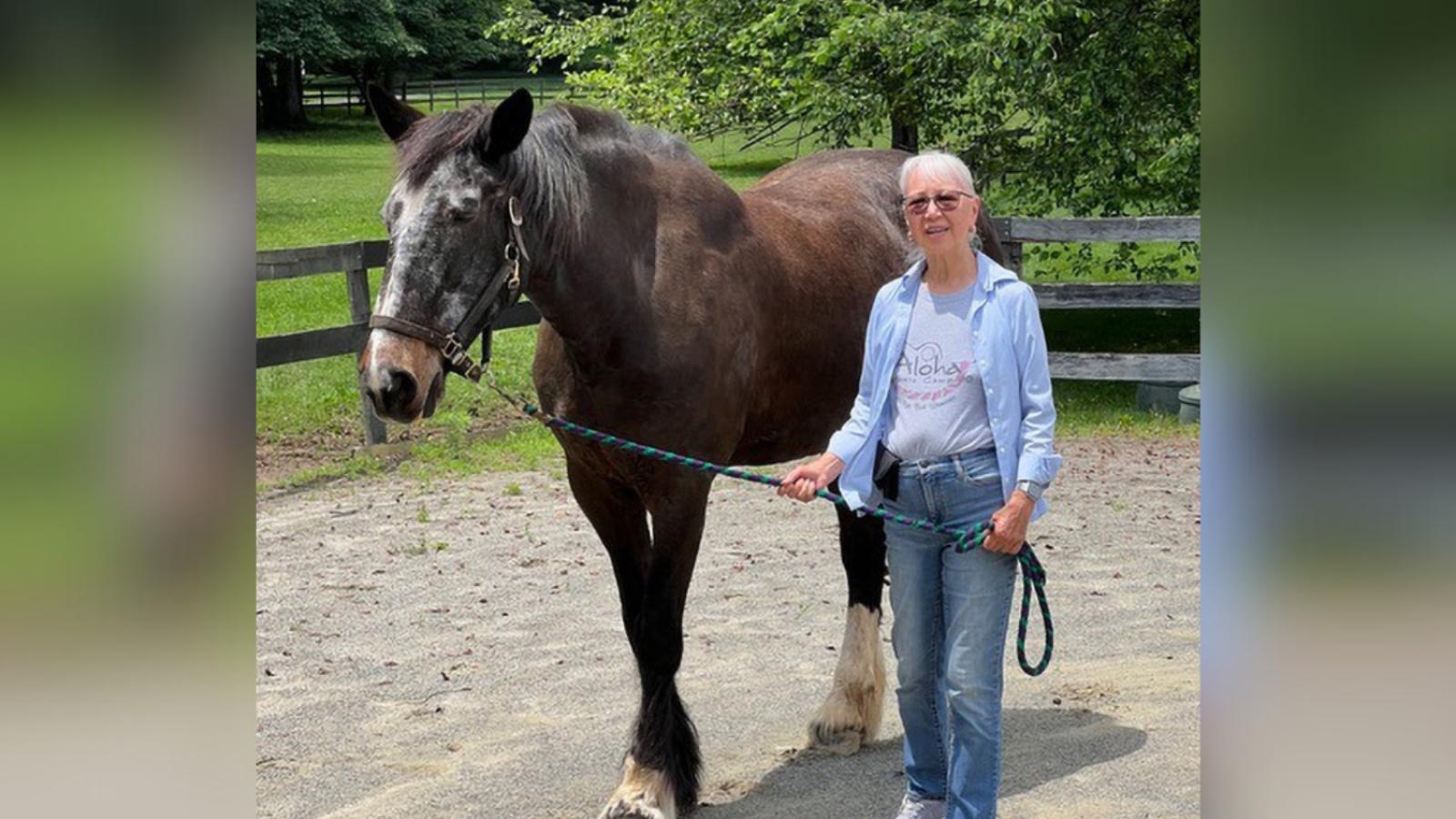 Hull with a horse