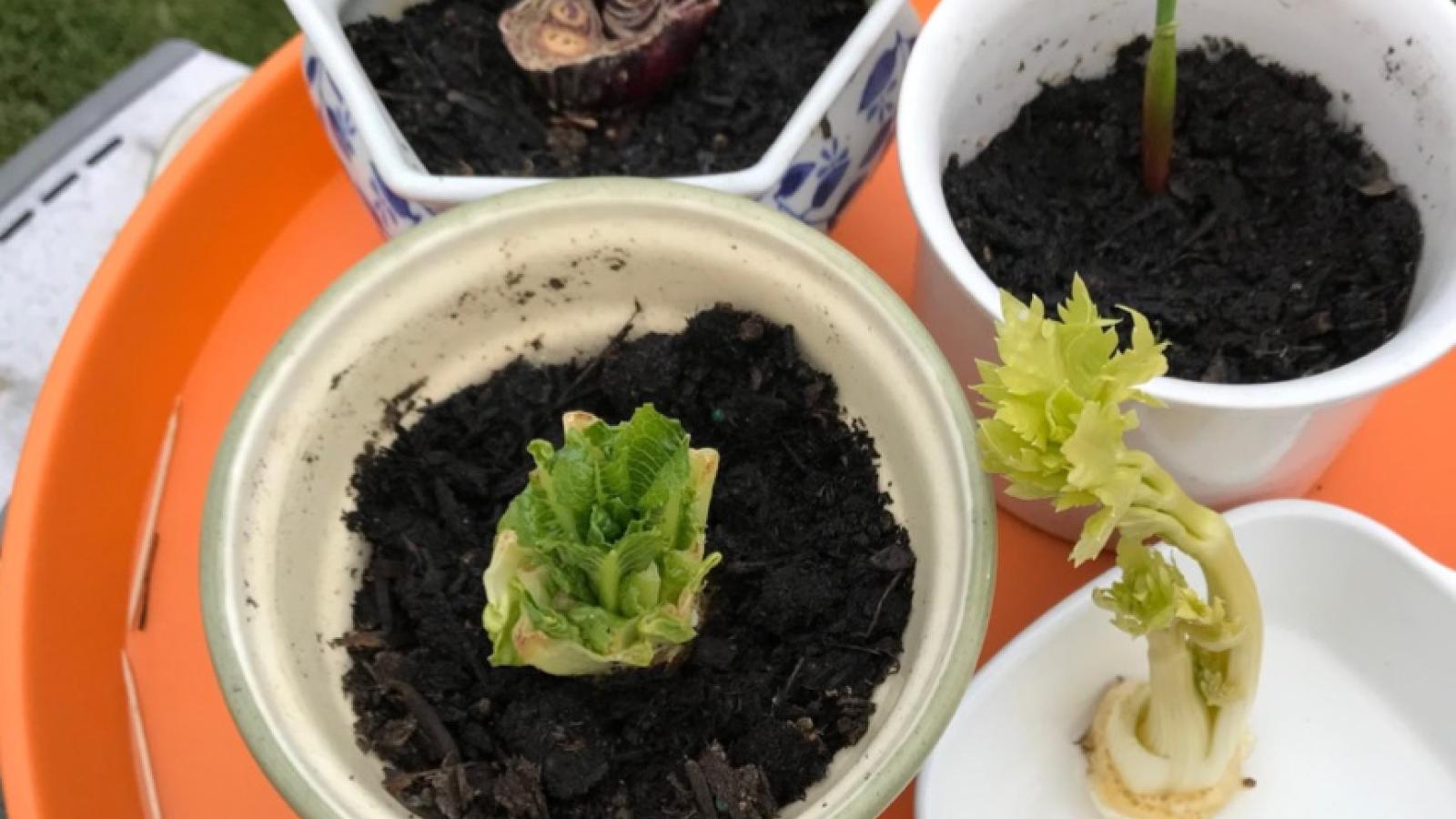 Veggie Scraps