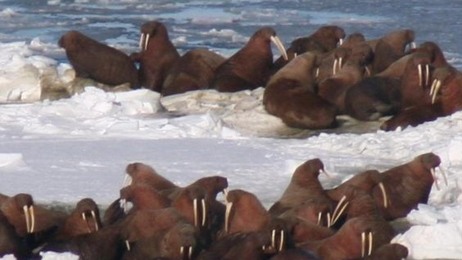 Walruses