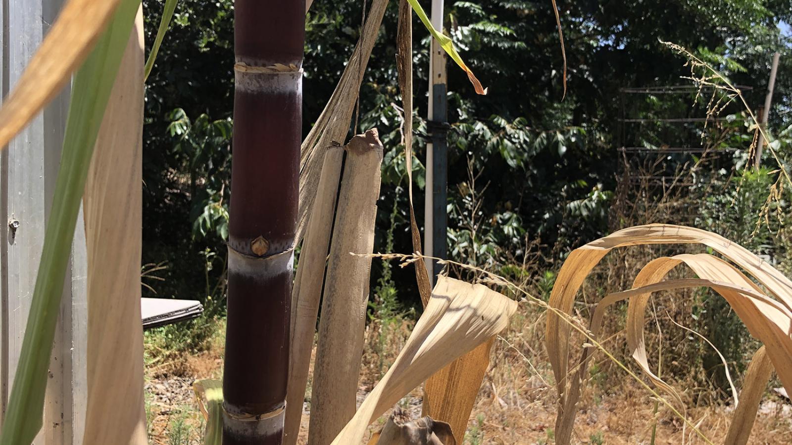 sugarcane