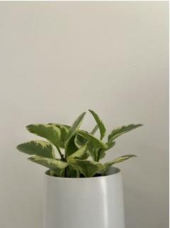 Peperomia Obtusifolia Variegata