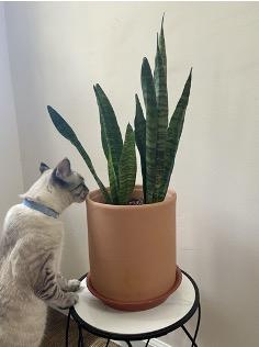Sansevieria Trifasciata ‘Futura Robusta’ (Snake Plant)