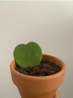 Hoya Kerrii (Sweetheart Plant)