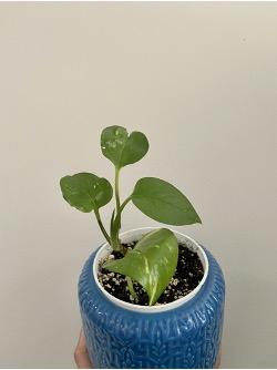 Golden Pothos (Devil’s Ivy)