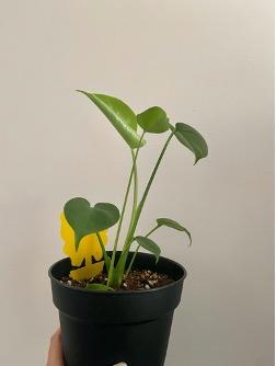 (Juvenile) Monstera Deliciosa