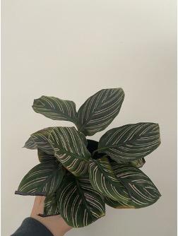 Calathea Ornata (Pinstripe Calathea)