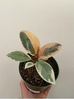 Ficus Tineke