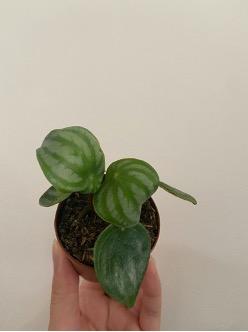 Peperomia Watermelon