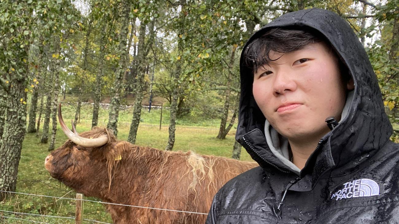 Stephen Kwak with Scottish shaggy bull