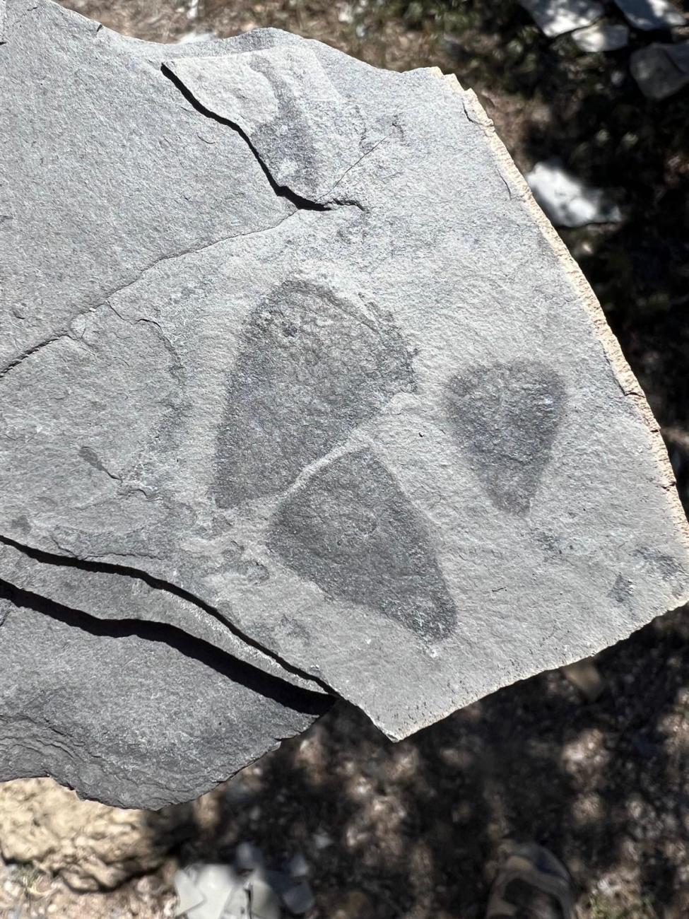 Three specimens of a new species on a rock