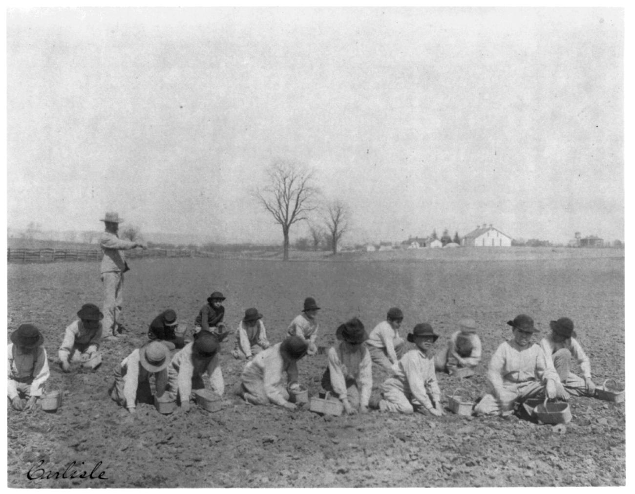 Children dig for potatoes in a field.
