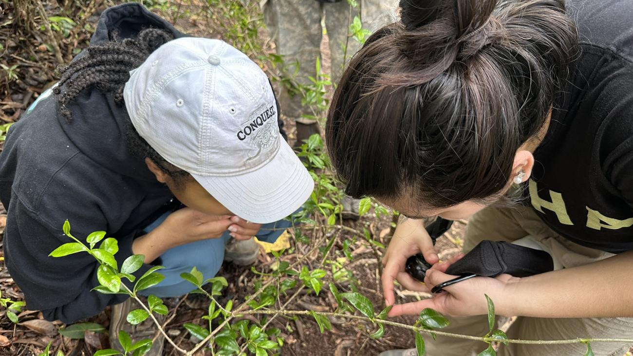 Students looking for snails in Hawaii