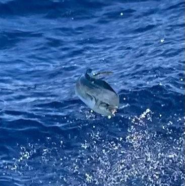 Mahi mahi jumping out of the ocean