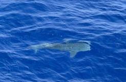 Baby Whale shark beneath the surface of the ocean
