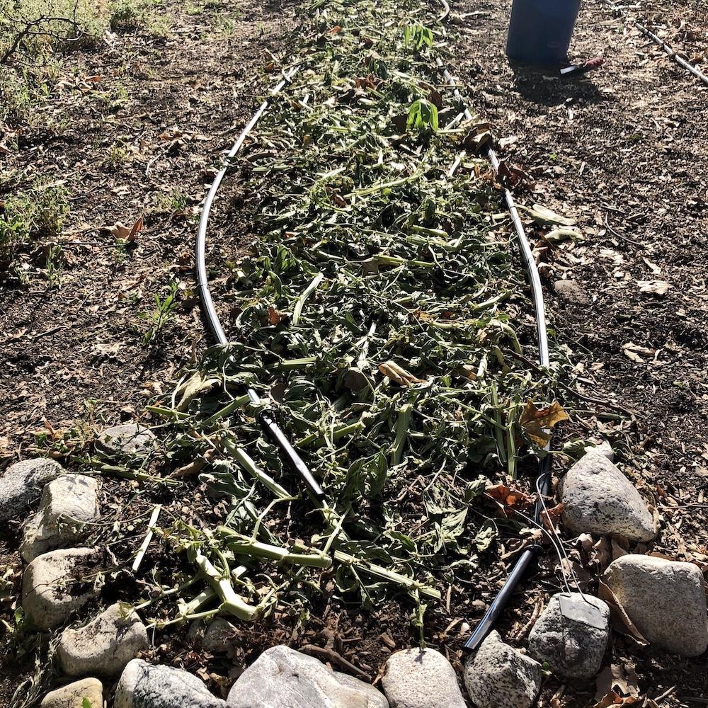 Chopped fava plants cover a bed